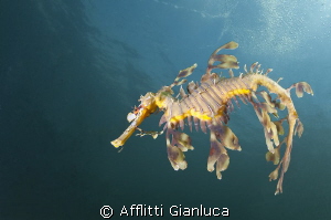 sea dragon by Afflitti Gianluca 